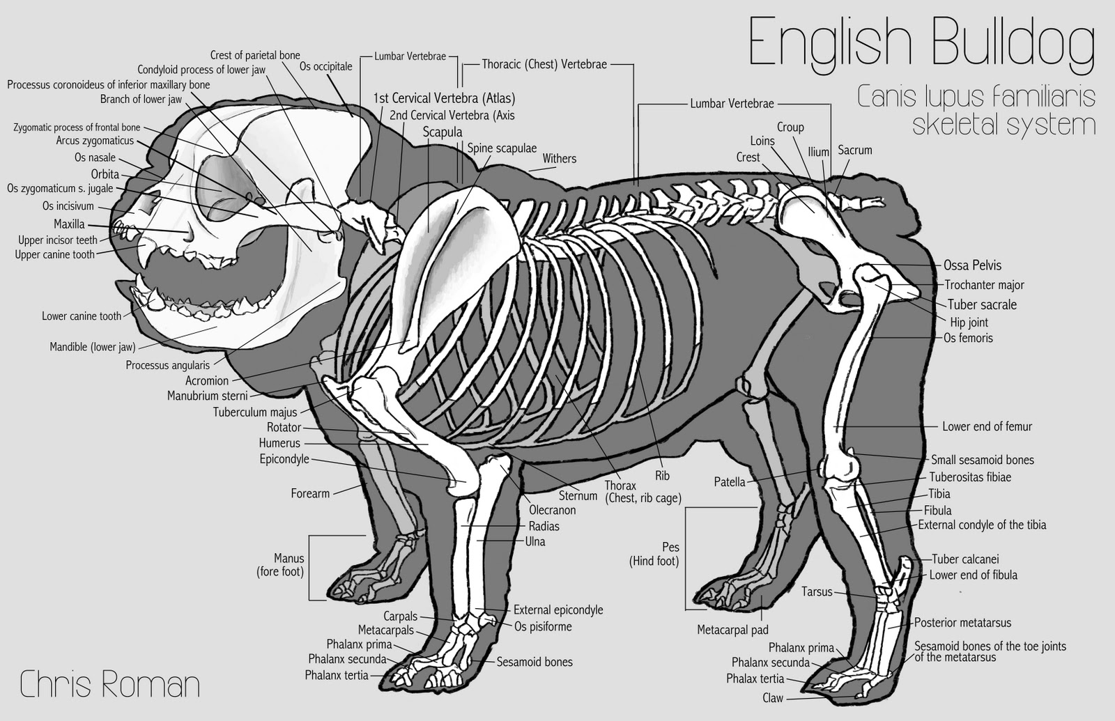 Bones for shop french bulldogs